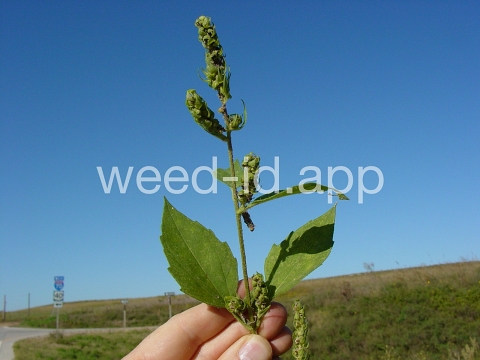 marshelder, annual